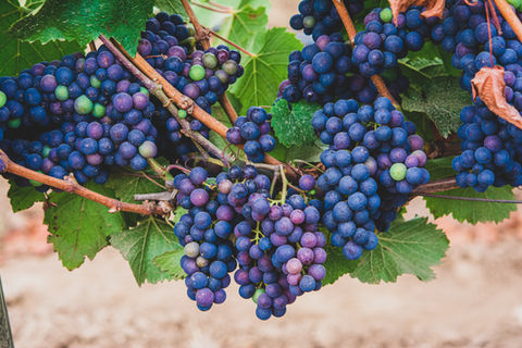 Gaderian Wines in Napa California