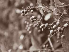 To miss what never existed