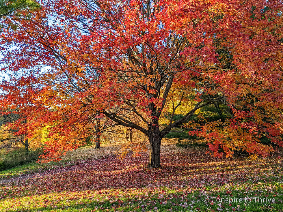 A maple tree with orange leaves on a sunny fall afternoon.