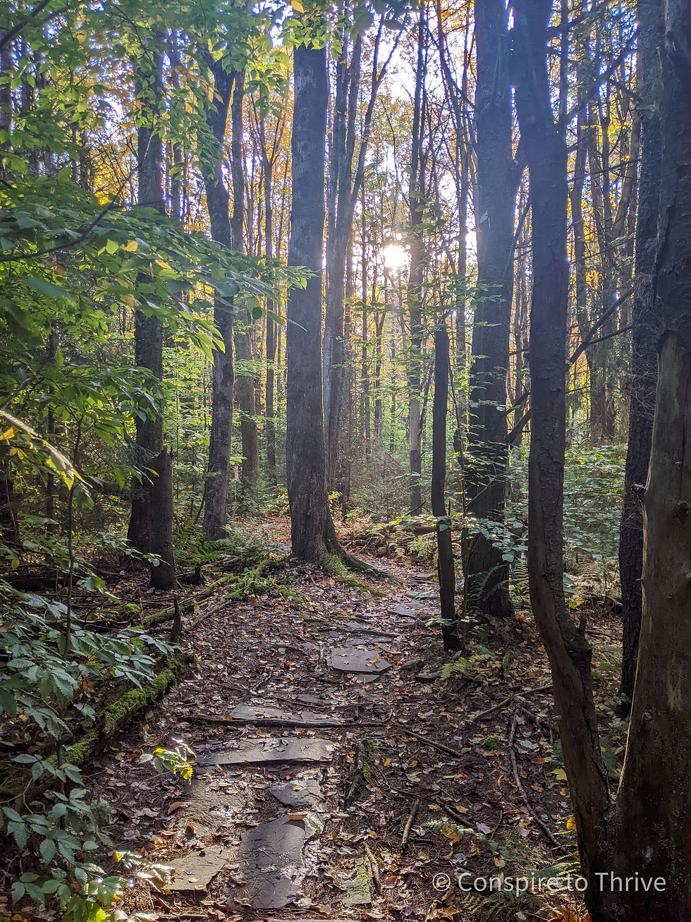 The sun shines through the trees over a stone-lined forest trail in early fall.