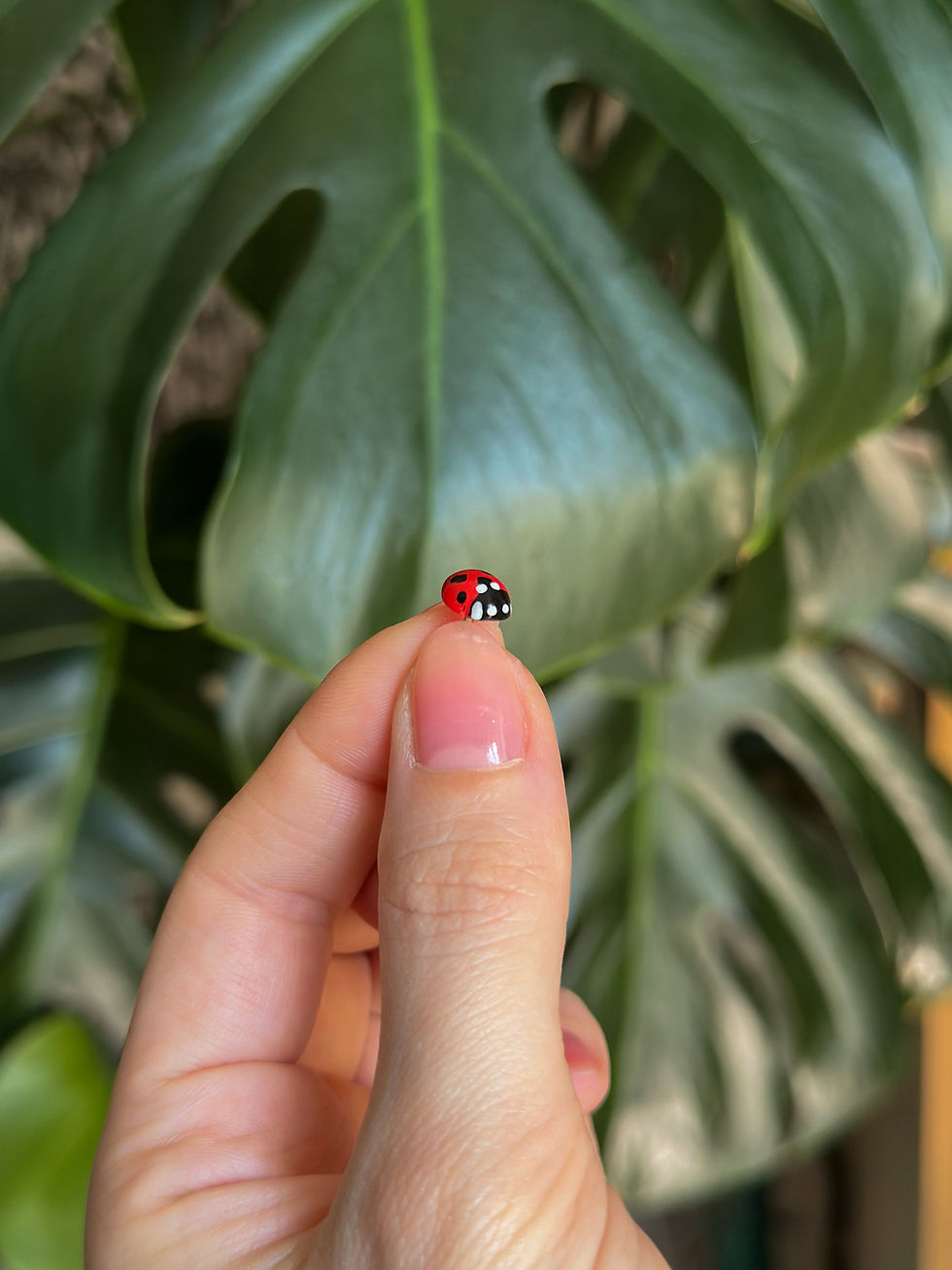 サムネイル： Pins coccinelle « Bonne étoile » 🐞