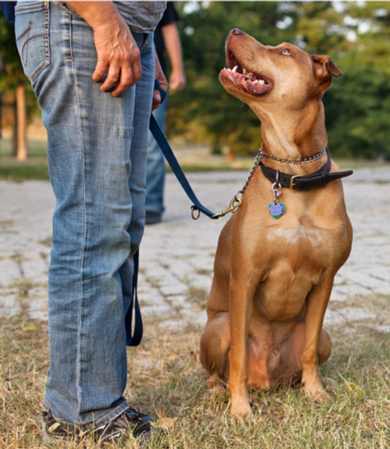 PetUCation Dog training and rehabilitation Baltimore