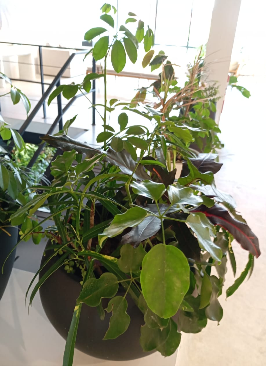 Arreglo de plantas verdes en maceta negra; interior con plantas, thevibegreenhouse.