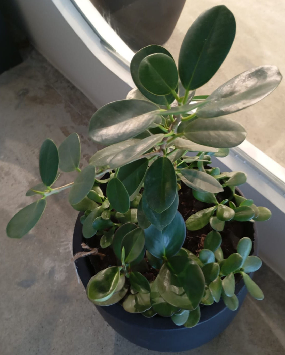 Planta verde en maceta, en el alféizar de la ventana; FICUS MICROCARPA; thevibegreenhouse