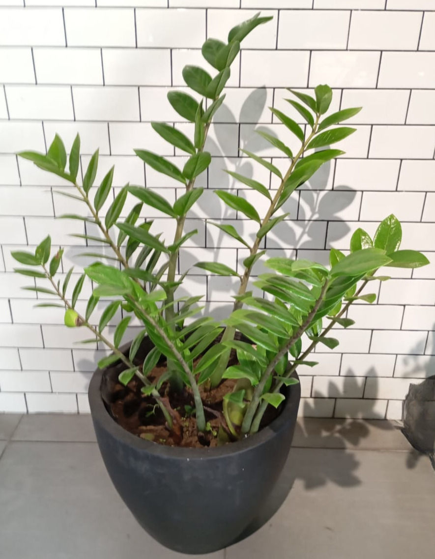 Planta MILLONARIA ''Zamioculcas Zamiifolia'' en maceta negra contra pared blanca, thevibegreenhouse