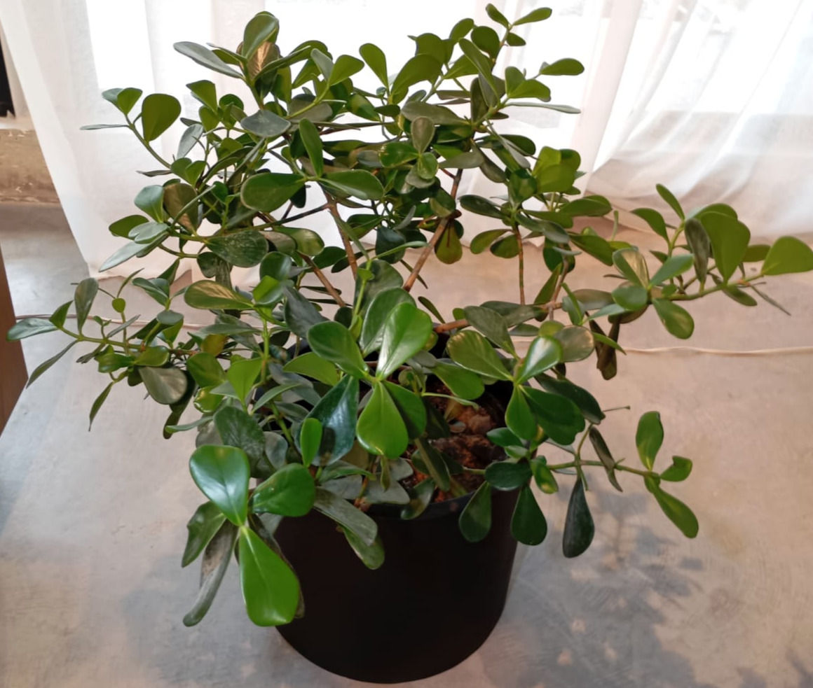 Planta verde en maceta, hojas brillantes, CLUSIA ROSEA, COPEY, sobre mesa blanca, thevibegreenhouse.