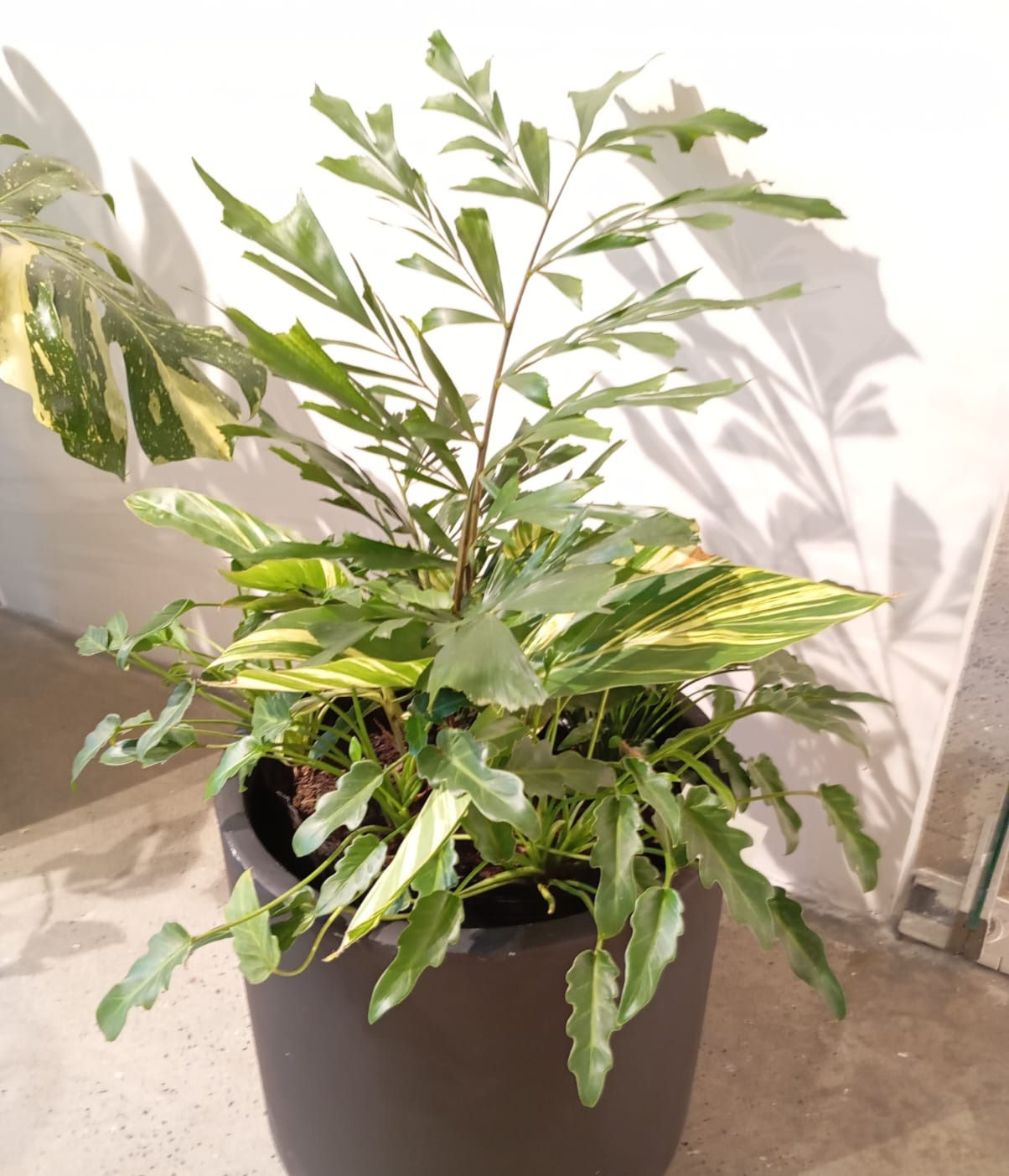 Planta verde y amarilla en maceta; ARREGLO DE PLANTAS. Detalles de hojas y color.