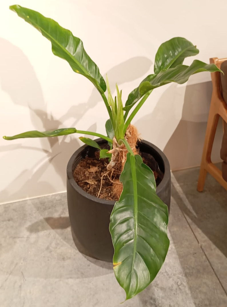 Planta verde en maceta, hojas grandes, en interior, ANTHURIUM HOOKERI. thevibegreenhouse