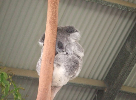 Koala on Tree