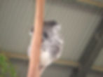 Koala on Tree