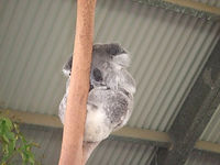Koala auf Baum