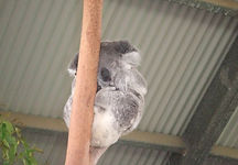 Koala on Tree