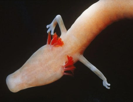 A mitologia dos dragões