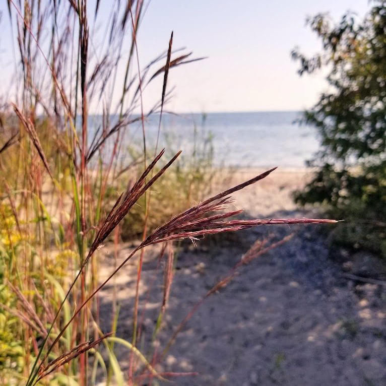 Thumbnail: Big Bluestem