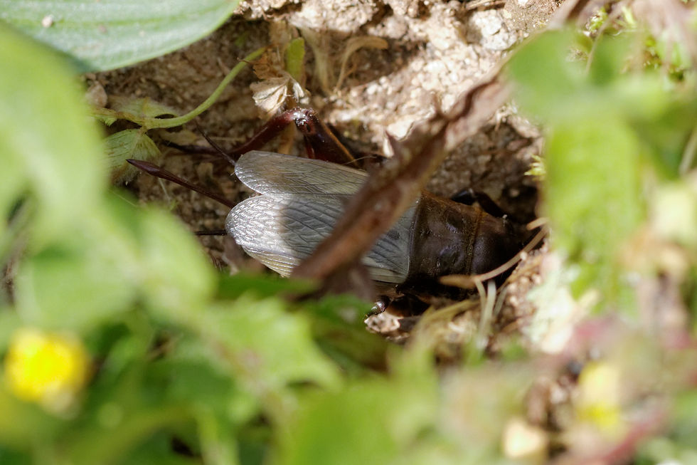 Gryllus sp. - Savigny le Sec 21