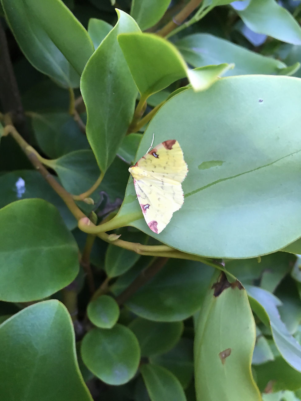 Opisthograptis luteolata - Trez Hir 29