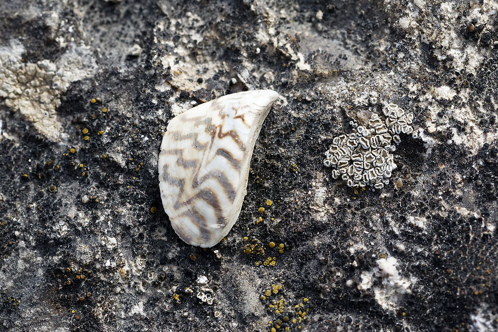 Dreissena polymorphade - Fresnes 77