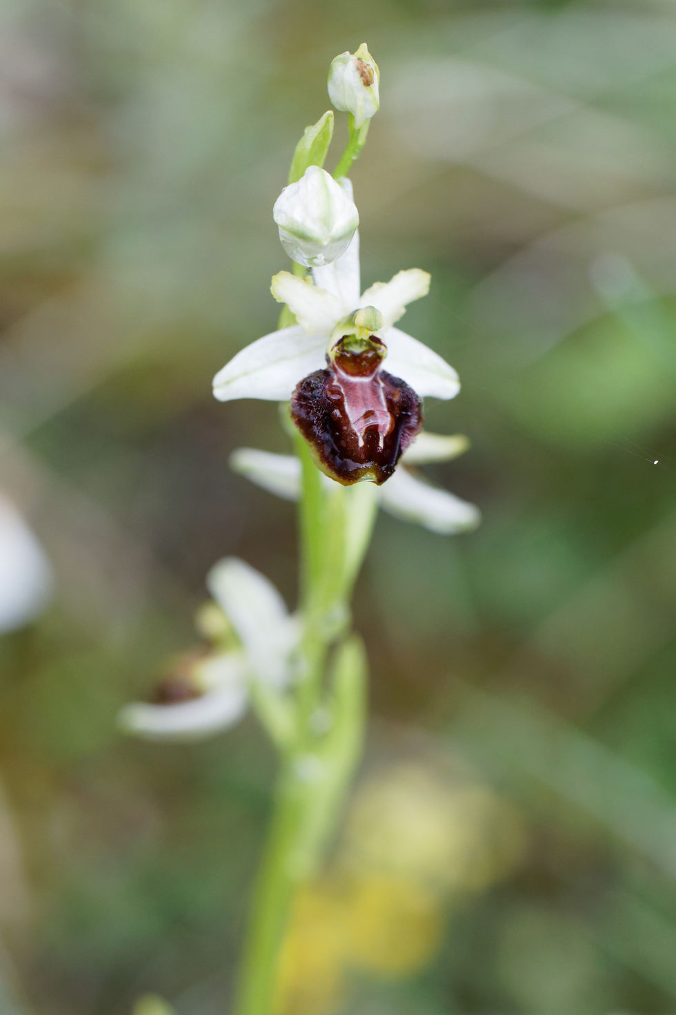 Orchidée sp