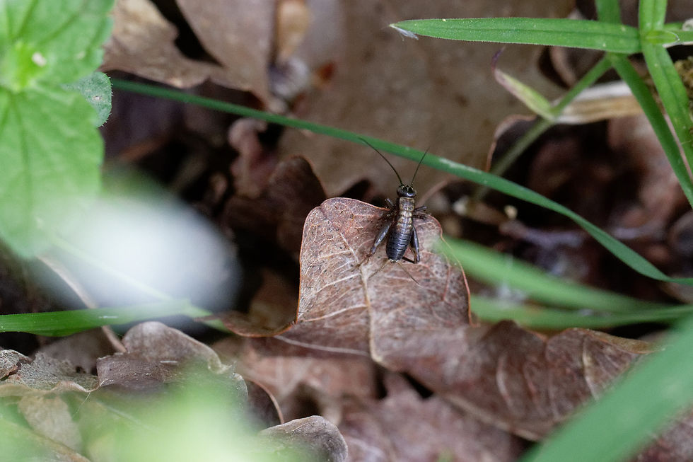 Nemobius sylvestris - Nièvre 58