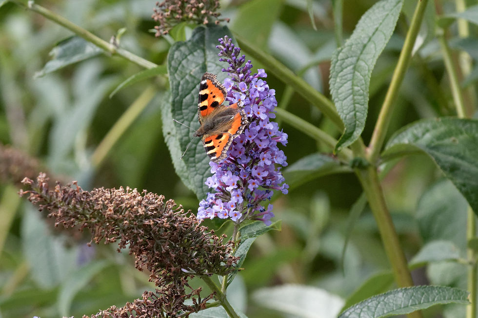 Aglais urticae - Savigny le Sec 21