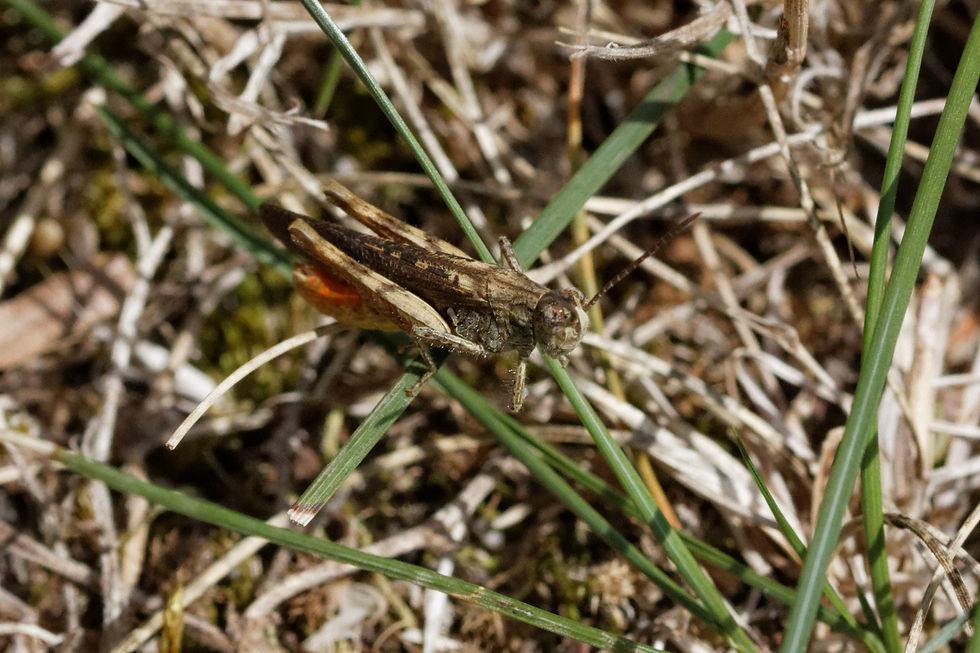 Acrotylus sp - Savigny le Sec 21