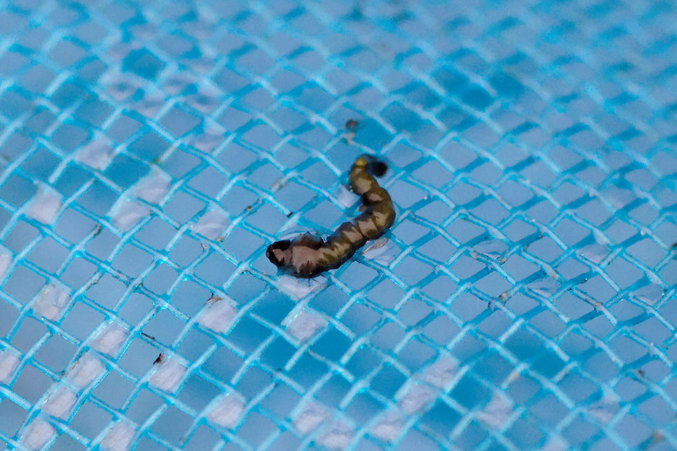 Larve d'insecte aquatique-Savigny