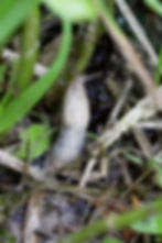 Limace laiteuse - Haute ÃŽle 93