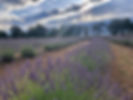 lavender field with sun rays.jpg