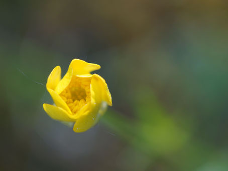 Erweiterung des Angebots: Ambleside Outreach Europe