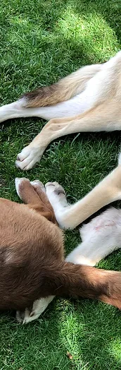 Kozalak Kedi Kopek Oteli