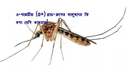 ও-পজেটিভ (o+) ব্লাড-গ্রুপের মানুষদের কি মশা বেশি কামরায়!
