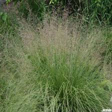 Prairie Dropseed