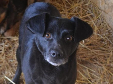 Selma - von Homeless Dogs Romania e.V.