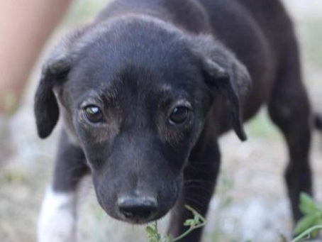 Diego - von Homeless Dogs Romania e.V.