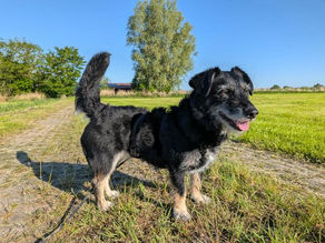 Layla - Team Iuliana