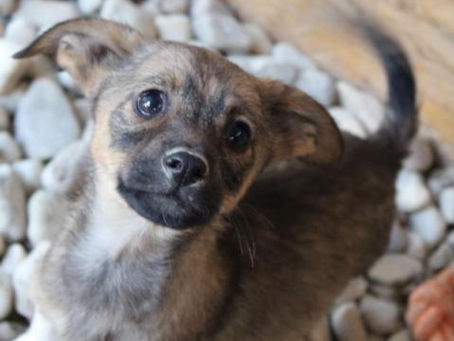 Pepita - von Homeless Dogs Romania e.V.