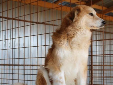 Isabella - von Homeless Dogs Romania e.V.