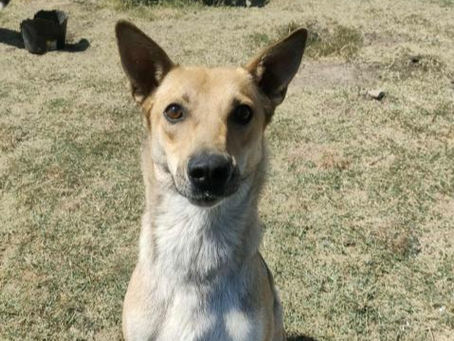 Reena – unser Goldherz