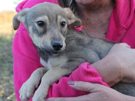 Manni - von Homeless Dogs Romania e.V.