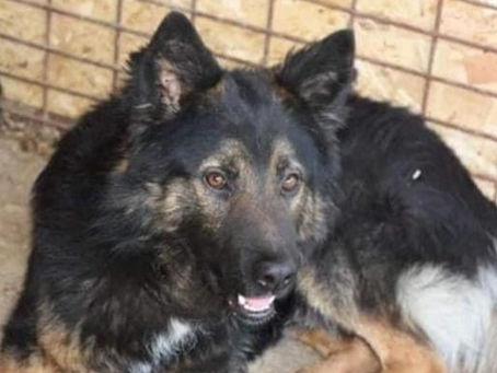 Jako - von Homeless Dogs Romania e.V.