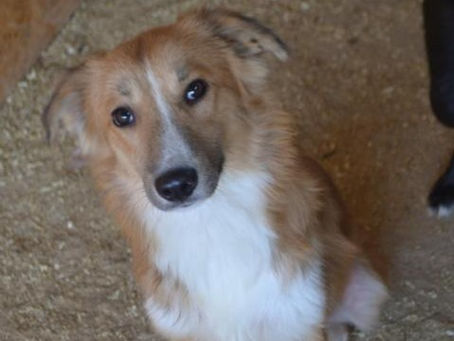 Denny - von Homeless Dogs Romania e.V.