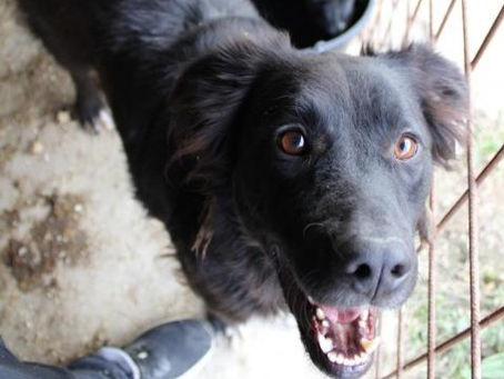 Safira - von Homeless Dogs Romania e.V.