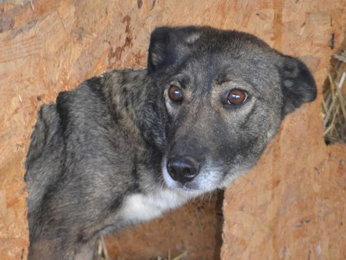 Marly ❤ - von Homeless Dogs Romania e.V.