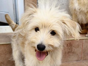 Tobi – Team Luana