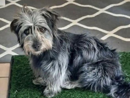 Balou, angekommen in Bad Salzuflen