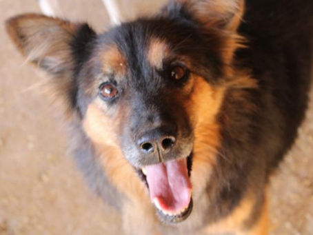 Tara - von Homeless Dogs Romania e.V.
