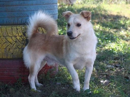 Milow - von Homeless Dogs Romania e.V.