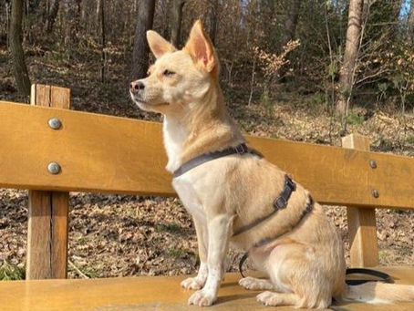 Peach - von Homeless Dogs Romania e.V.
