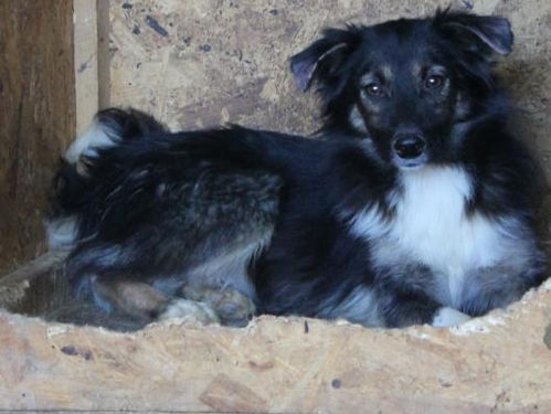 Fee - von Homeless Dogs Romania e.V.