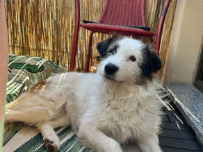 Haley - eine Seelenfreundin